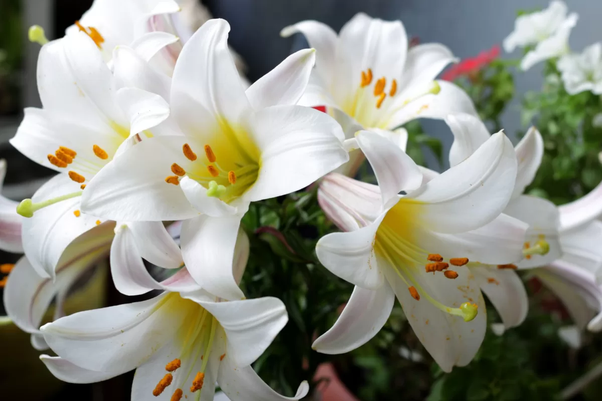 White lilies
